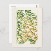 Vertakking van perziken (Prunus Persica) Briefkaart (Voorkant / Achterkant)