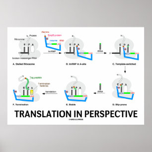 Vertaling in perspectief (tRNA biologie eiwit) Poster