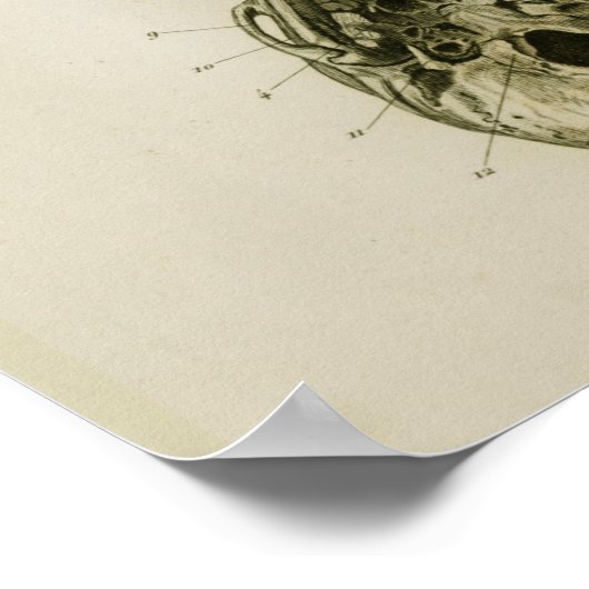 Vertebrae Botten  Anatomie Afdrukken Poster (Hoek)