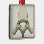 Vertebrae Metalen Ornament (Rechts)