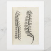 Vertebrae tekening flyer (Voorkant)