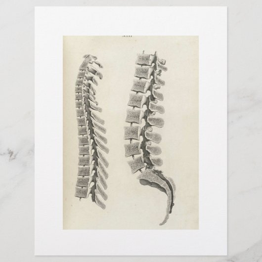 Vertebrae tekening flyer (Voorkant)