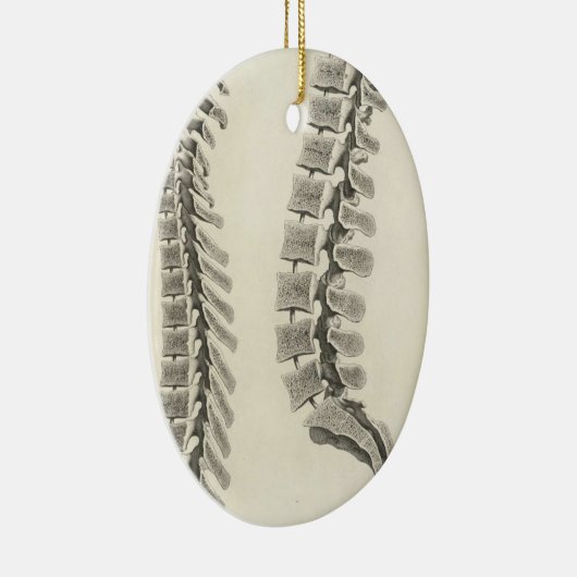 Vertebrae tekening keramisch ornament (Rechts)