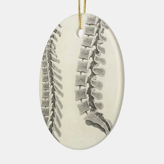 Vertebrae tekening keramisch ornament (Links)