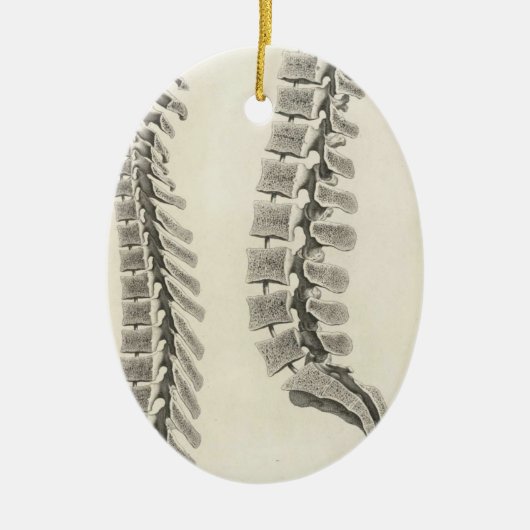 Vertebrae tekening keramisch ornament (Voorkant)