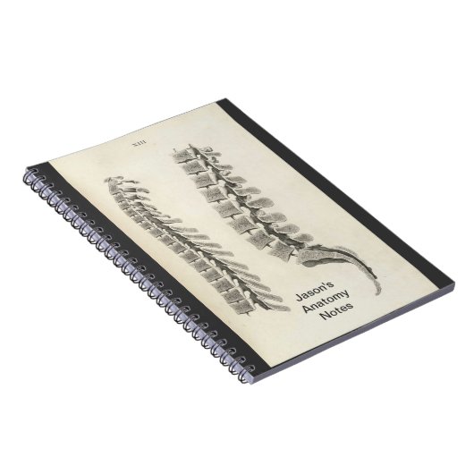 Vertebrae tekening notitieboek (Rechterzijde)