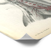 Vertebrale arteriën Hals Anatomie Afdrukken Poster (Hoek)