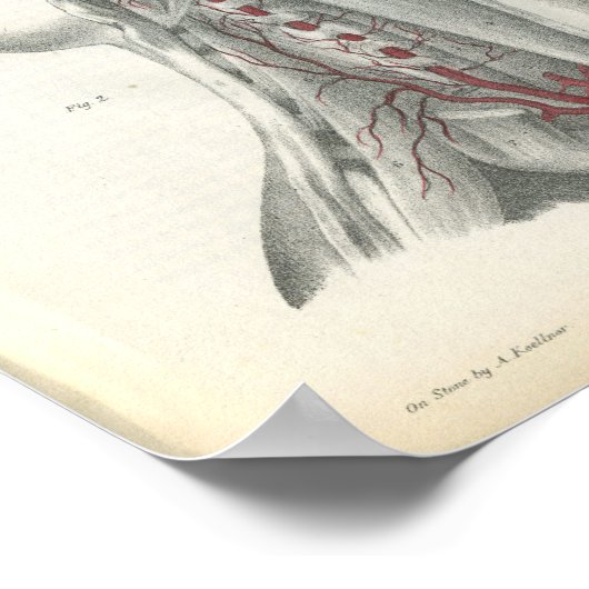 Vertebrale arteriën Hals Anatomie Afdrukken Poster (Hoek)