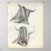 Vertebrale arteriën Hals Anatomie Afdrukken Poster (Voorkant)