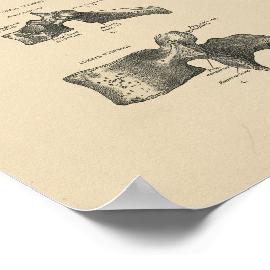  verticale Botten 1880 Afdrukken Poster (Hoek)