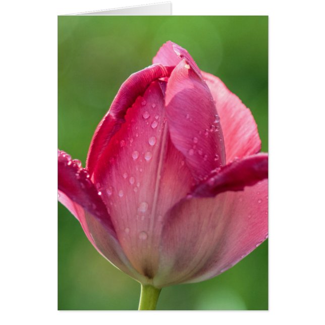 Verticale opname van een roze tulp met dauw (Voorkant)