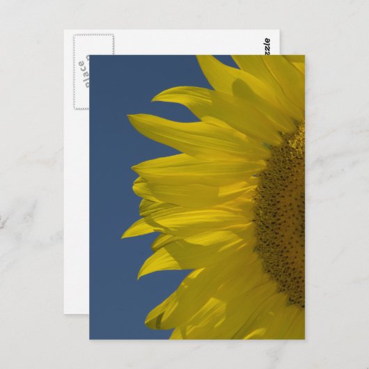 Verticale zonnebloem briefkaart (Voorkant / Achterkant)