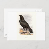 Vertrouwde wilde vogels Swaysland Raven Briefkaart (Voorkant / Achterkant)