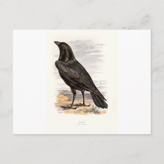 Vertrouwde wilde vogels Swaysland Raven Briefkaart (Voorkant)