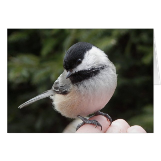 Vertrouwen (Voorkant Horizontaal)