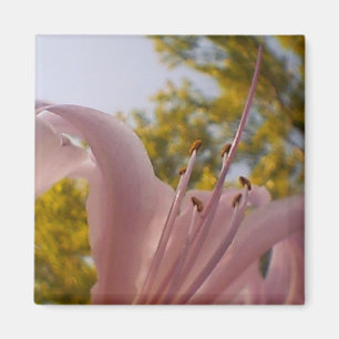 Vervaagde Lily Magnet