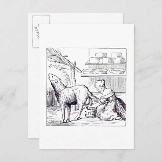 Vervaardiging van kazen in Zwitserland na een week Briefkaart (Voorkant / Achterkant)