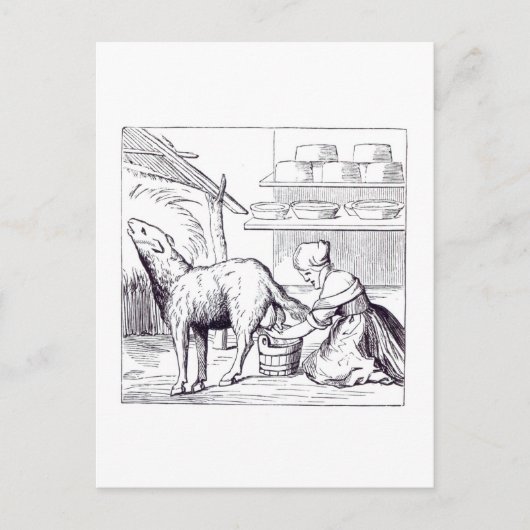 Vervaardiging van kazen in Zwitserland na een week Briefkaart (Voorkant)