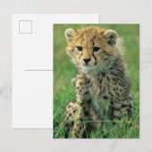 Vervaging Luipaard Welp Briefkaart (Voorkant / Achterkant)