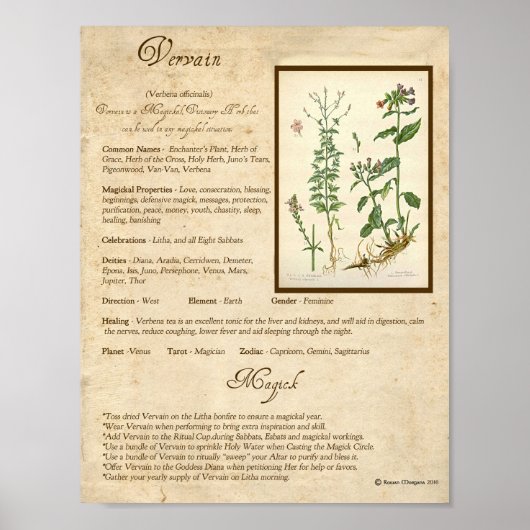 VERVAIN MAGICK HERB POSTER (Voorkant)