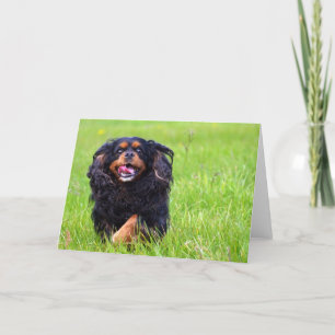Verval. Arrogante Koning Charles Spaniel Bedankkaart