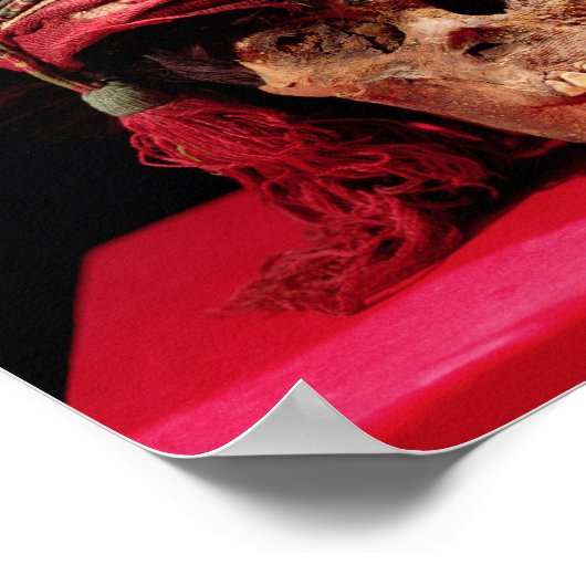 Verveegd hoofdadres op een schedel, uit Peru Poster (Hoek)