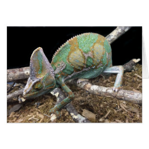 Verveegde Chameleon - De ultieme kever