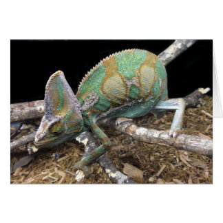 Verveegde Chameleon - De ultieme kever