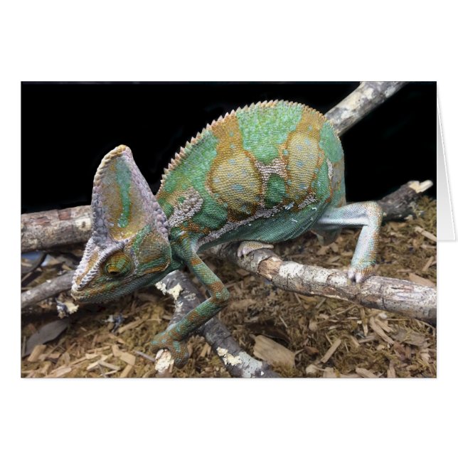 Verveegde Chameleon - De ultieme kever (Voorkant Horizontaal)