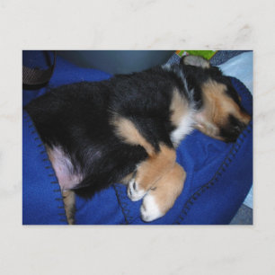 Verveelde slaperige puppy briefkaart
