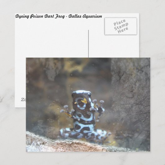 Verven Poison Dart Frog Briefkaart (Voorkant / Achterkant)