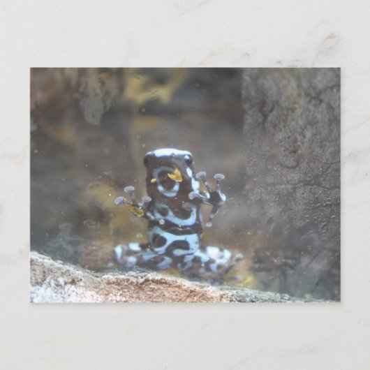 Verven Poison Dart Frog Briefkaart (Voorkant)