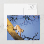 Vervet aap op boomtak, Serengeti Briefkaart (Voorkant / Achterkant)