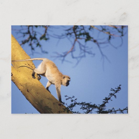 Vervet aap op boomtak, Serengeti Briefkaart (Voorkant)