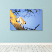 Vervet aap op boomtak, Serengeti Canvas Afdruk (Insitu (Houten vloer))