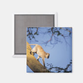 Vervet aap op boomtak, Serengeti Magneet (Voorkant / Achterkant)