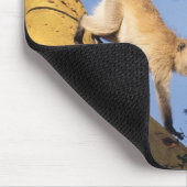 Vervet aap op boomtak, Serengeti Muismat (Hoek)