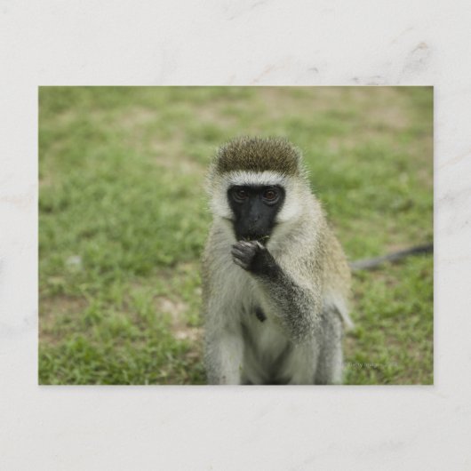 Vervet-apen eten, Afrika Briefkaart (Voorkant)
