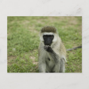 Vervet-apen eten, Afrika Briefkaart
