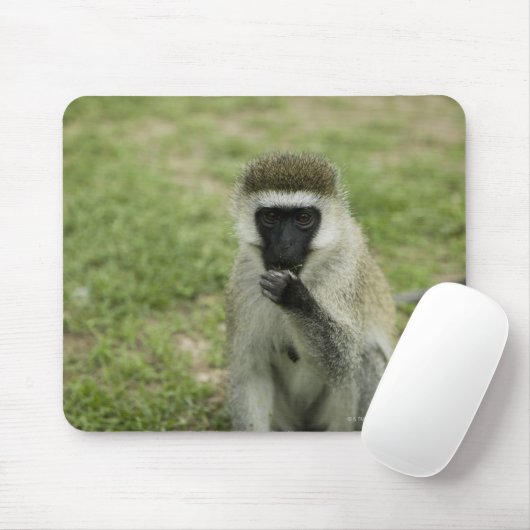 Vervet-apen eten, Afrika Muismat (Met muis)