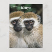 Vervet apen in Nairobi, Kenia Briefkaart (Voorkant)