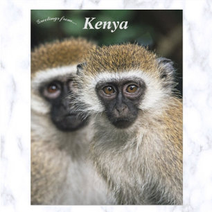 Vervet apen in Nairobi, Kenia Briefkaart