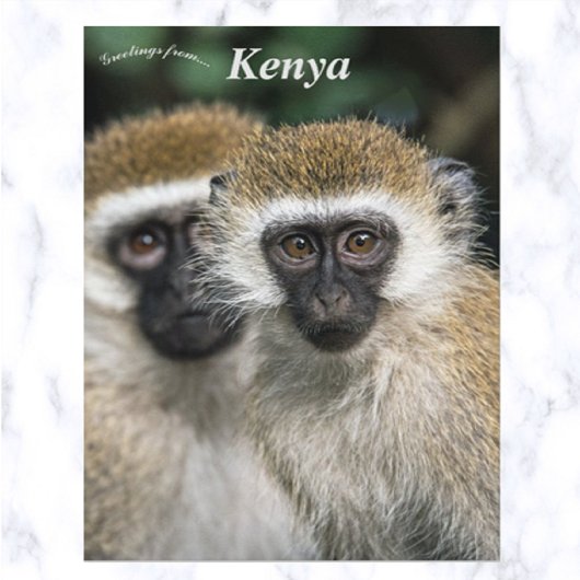 Vervet apen in Nairobi, Kenia Briefkaart
