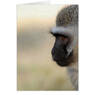 Vervet Monkey