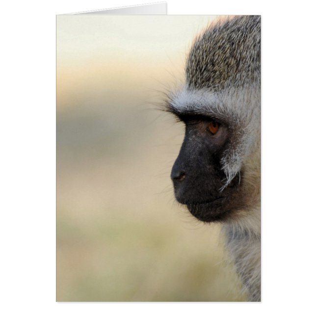 Vervet Monkey (Voorkant)
