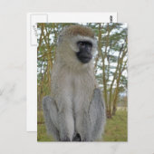 Vervet Monkey Briefkaart (Voorkant / Achterkant)