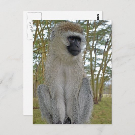 Vervet Monkey Briefkaart (Voorkant / Achterkant)