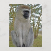 Vervet Monkey Briefkaart (Voorkant)