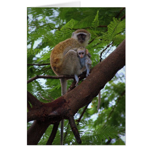 Vervet Monkey Moeder and Child Kaart (Voorkant)