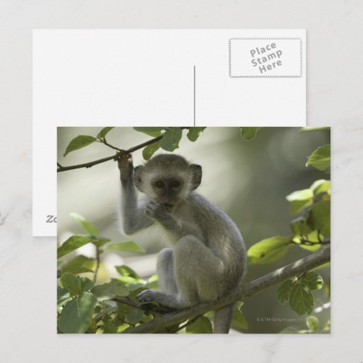 Vervet Monkey, Zimbabwe Briefkaart (Voorkant / Achterkant)